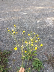 Pilosella caespitosa