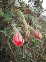 Passiflora mixta eriantha
