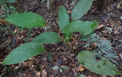 Goeppertia elliptica