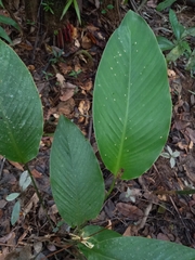 Goeppertia elliptica