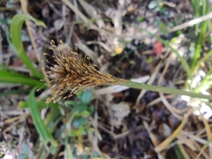 Carex multifaria