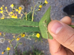 Pilosella caespitosa