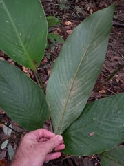 Goeppertia elliptica