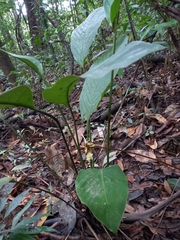 Goeppertia elliptica