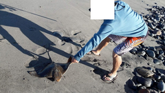 Myliobatis peruvianus