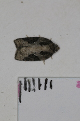 Acleris chalybeana