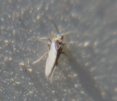 Coniopteryginae