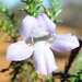 Eremophila exilifolia - Photo (c) geoffbyrne, some rights reserved (CC BY-NC)