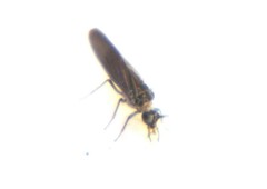 Coniopteryginae