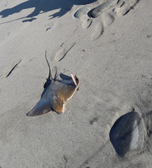 Myliobatis peruvianus