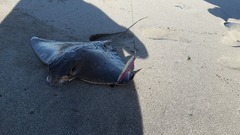 Myliobatis peruvianus