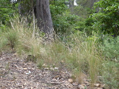 Rytidosperma longifolium