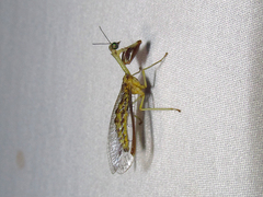 Mantispinae