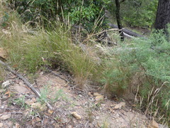 Rytidosperma longifolium