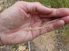 Rytidosperma longifolium