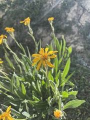 Senecio megacephalus