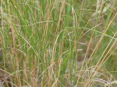 Rytidosperma longifolium