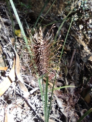 Carex erinacea