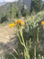 Senecio megacephalus