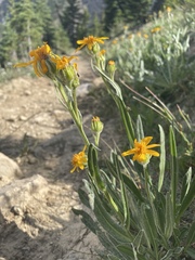 Senecio megacephalus