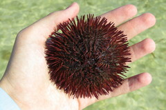 Lytechinus variegatus