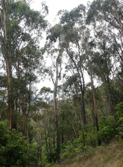Eucalyptus smithii