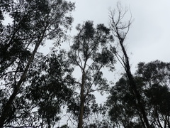 Eucalyptus smithii