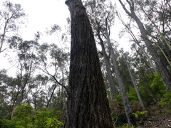Eucalyptus smithii