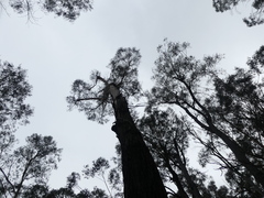 Eucalyptus smithii