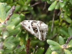 Dichromodes stilbiata