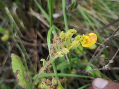 Calceolaria crenata