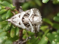 Dichromodes stilbiata