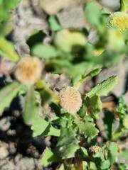 Centipeda cunninghamii