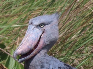 Shoebill
