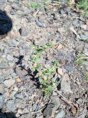 Centipeda cunninghamii