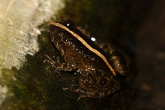Phrynobatrachus