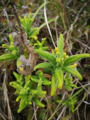Calceolaria crenata