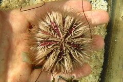 Lytechinus variegatus