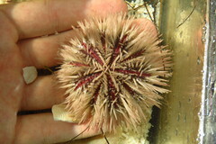 Lytechinus variegatus