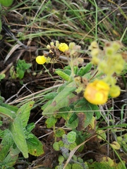 Calceolaria crenata