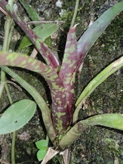 Neoregelia