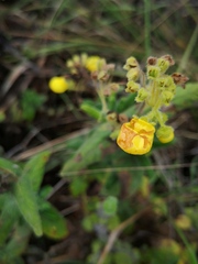Calceolaria crenata