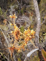 Cuscuta stenolepis