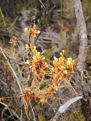 Cuscuta stenolepis