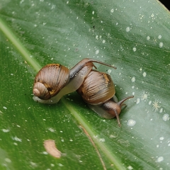 Simpulopsis