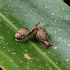 Simpulopsis