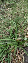Carex erinacea