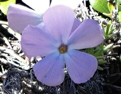 Phlox diffusa