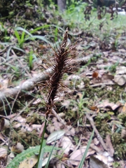 Carex erinacea