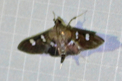 Desmia ploralis